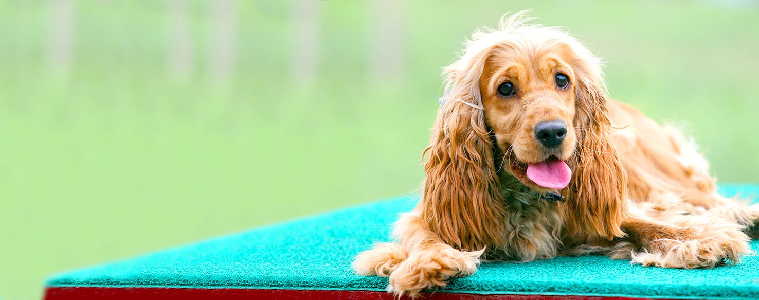 Famous cocker spaniel store names